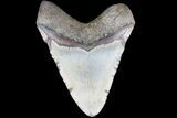 Bargain, Megalodon Tooth - North Carolina #83981-2